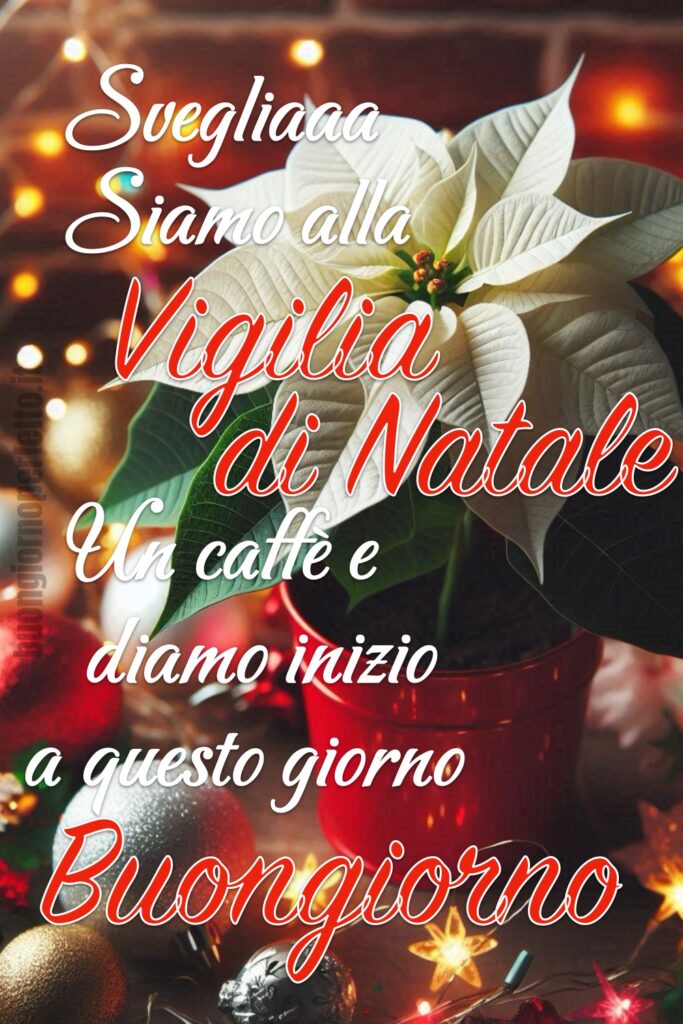 La Stella di Natale, pianta simbolo della festa, fa da sfondo a questa immagine di auguri di Buona Vigilia di Natale!